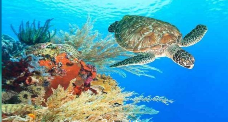 hurghada time tours diving 3