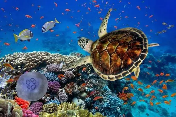 hurghada time tours diving 1