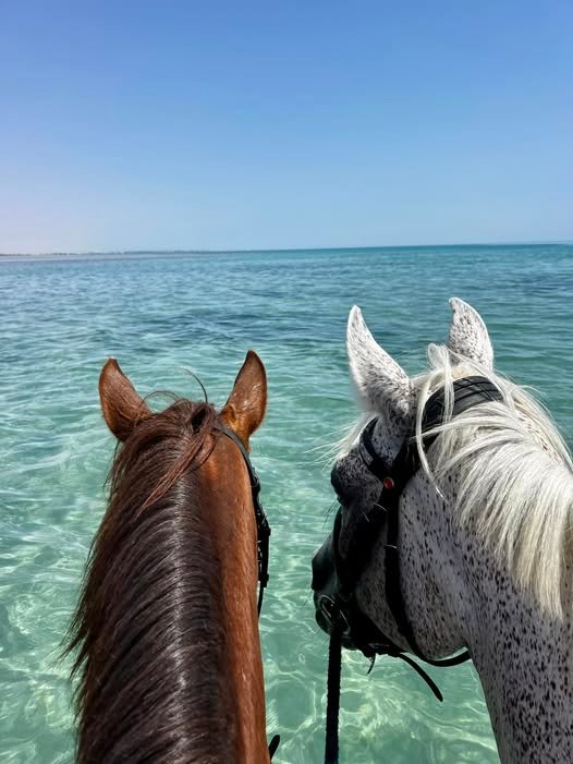 Horse ridding hurghada time tours